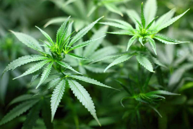 The Pros and Cons of #Marijuana Legalization