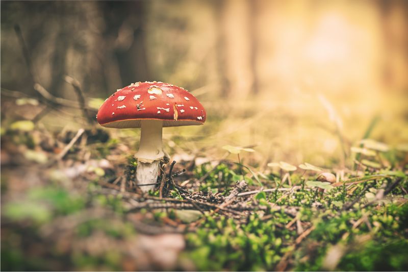 All You Should Know About Amanita Muscaria Mushrooms #beverlyhills #beverlyhillsmagazine #mushroom #relieveanxiety #organicfood #amanitamuscaria