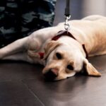 How to Certify Your Animal for Emotional Support Therapy #emotional support therapy