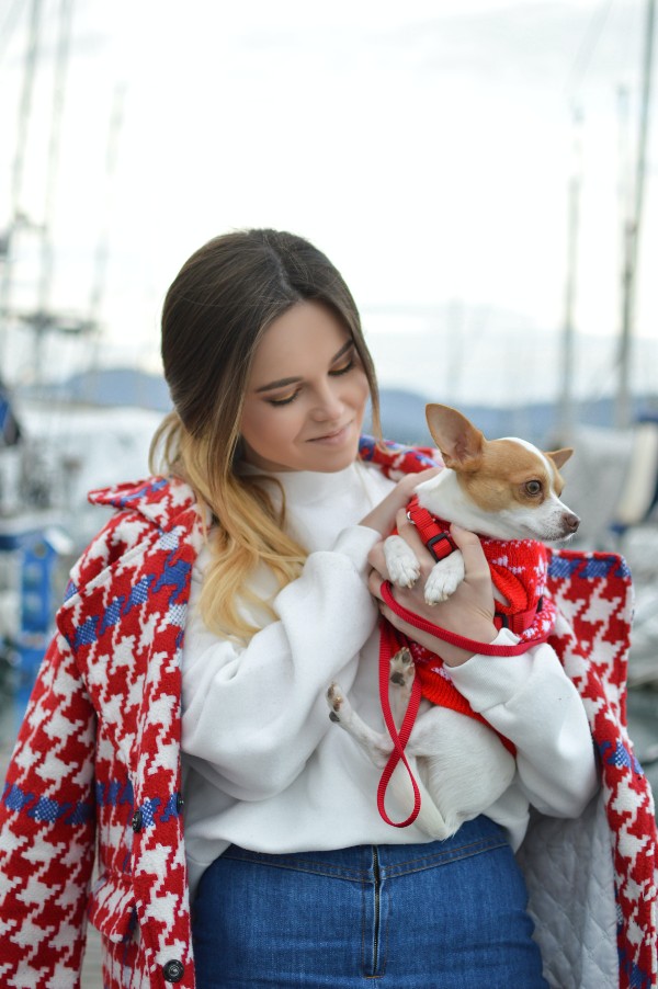 Beverly Hills Magazine How to house train a Chihuahua